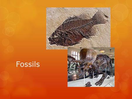 Fossils.