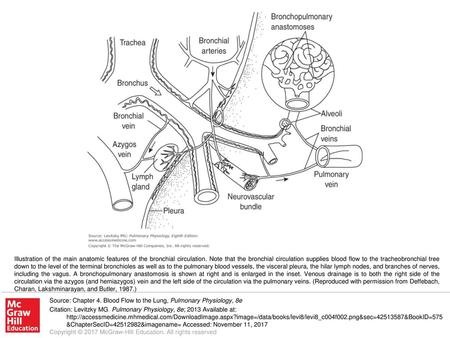 Illustration of the main anatomic features of the bronchial circulation. Note that the bronchial circulation supplies blood flow to the tracheobronchial.