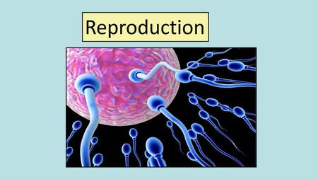 Reproduction.