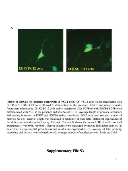 Supplementary File S3 A EGFP PC12 cells SOCS6 PC12 cells