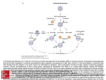 A. Central B-cell tolerance: As T cells do in the thymus, B-cells rearrange their B-cell receptor (BCR) in the bone marrow. Unproductive rearrangements.