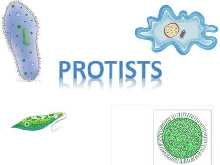 PRotists.