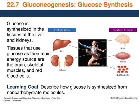 22.7 Gluconeogenesis: Glucose Synthesis