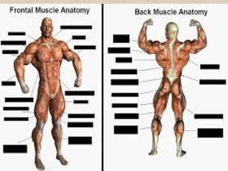 Warm Up Apr. 4 What is largest muscle in body?