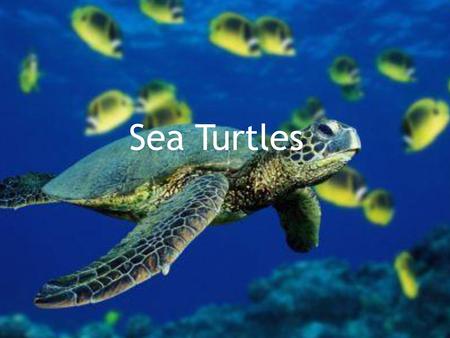   Sea Turtles      .