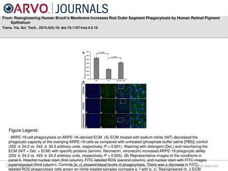 From: Reengineering Human Bruch's Membrane Increases Rod Outer Segment Phagocytosis by Human Retinal Pigment Epithelium Trans. Vis. Sci. Tech.. 2015;4(5):10.