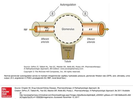 Normal glomerular autoregulation serves to maintain intraglomerular capillary hydrostatic pressure, glomerular filtration rate (GFR), and, ultimately,