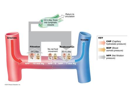 hydrostatic pressure)