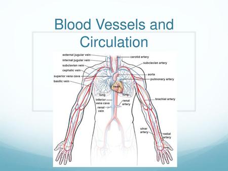 Blood Vessels and Circulation