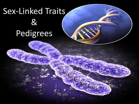 Sex-Linked Traits & Pedigrees.