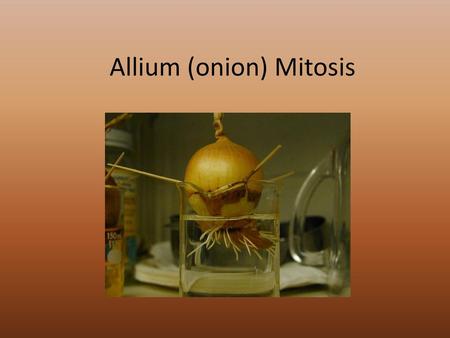 Allium (onion) Mitosis