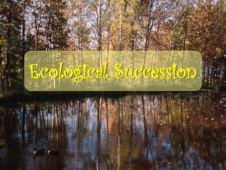 Ecological Succession