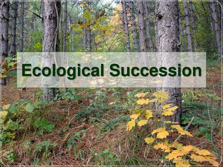 Ecological Succession