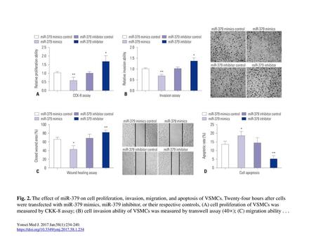 Fig. 2. The effect of miR-379 on cell proliferation, invasion, migration, and apoptosis of VSMCs. Twenty-four hours after cells were transfected with miR-379.