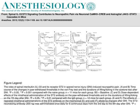 From: Spinal IL-33/ST2 Signaling Contributes to Neuropathic Pain via Neuronal CaMKII–CREB and Astroglial JAK2–STAT3 Cascades in Mice Anesthes. 2015;123(5):1154-1169.