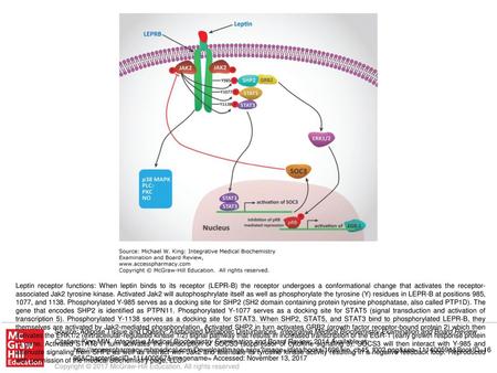 Leptin receptor functions: When leptin binds to its receptor (LEPR-B) the receptor undergoes a conformational change that activates the receptor-associated.