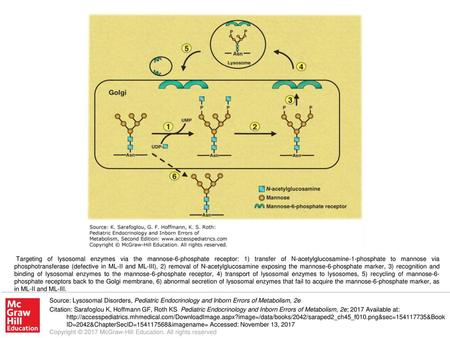 Targeting of lysosomal enzymes via the mannose-6-phosphate receptor: 1) transfer of N-acetylglucosamine-1-phosphate to mannose via phosphotransferase (defective.