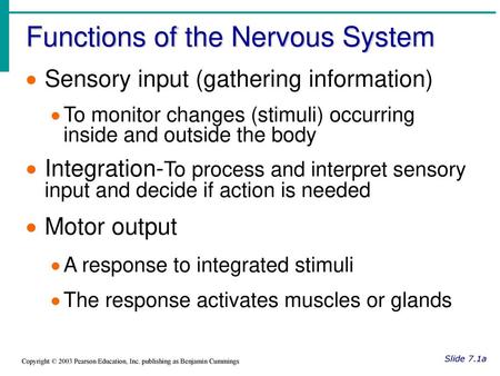 Functions of the Nervous System