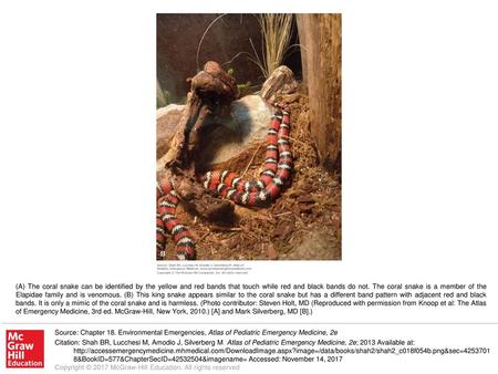 (A) The coral snake can be identified by the yellow and red bands that touch while red and black bands do not. The coral snake is a member of the Elapidae.