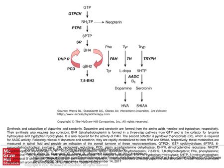 Synthesis and catabolism of dopamine and serotonin