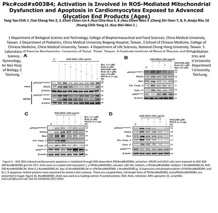 Pkc#cod#x003B4; Activation is Involved in ROS-Mediated Mitochondrial Dysfunction and Apoptosis in Cardiomyocytes Exposed to Advanced Glycation End Products.