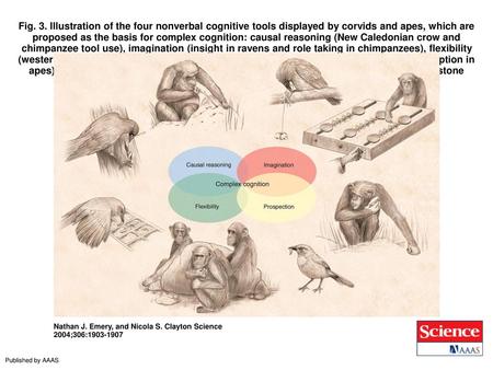 Fig. 3. Illustration of the four nonverbal cognitive tools displayed by corvids and apes, which are proposed as the basis for complex cognition: causal.