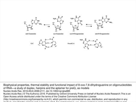 Scheme 1. Rotation around the glycosidic bond leads to the syn-conformation, that in turn, stabilizes the 8-oxoG:A basepair mismatch. Biophysical properties,