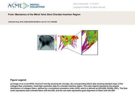 From: Mechanics of the Mitral Valve Strut Chordae Insertion Region