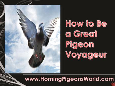 How to Be a Great Pigeon Voyageur