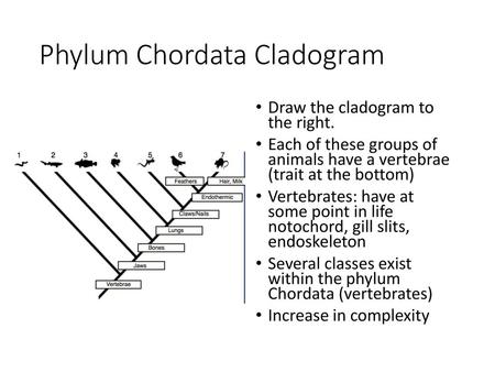 Phylum Chordata Cladogram