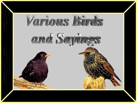 Various Birds and Sayings.