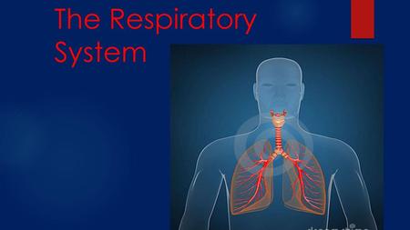 The Respiratory System