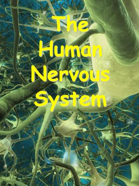 The Human Nervous System