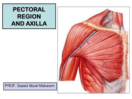 PECTORAL REGION AND AXILLA