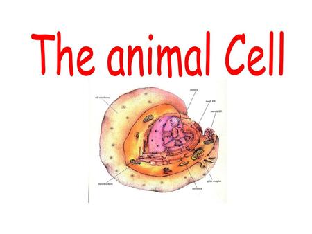 The animal Cell.