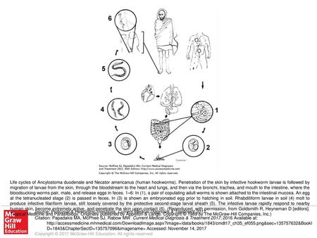 Life cycles of Ancylostoma duodenale and Necator americanus (human hookworms). Penetration of the skin by infective hookworm larvae is followed by migration.