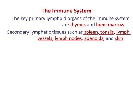 The Immune System The key primary lymphoid organs of the immune system are thymus and bone marrow Secondary lymphatic tissues such as spleen, tonsils,