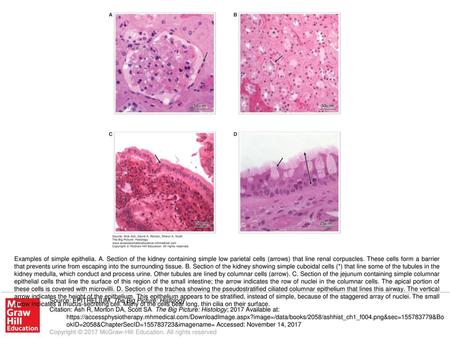 Examples of simple epithelia. A