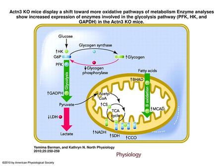 Actn3 KO mice display a shift toward more oxidative pathways of metabolism Enzyme analyses show increased expression of enzymes involved in the glycolysis.