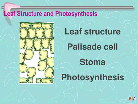 Leaf Structure and Photosynthesis