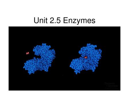 Unit 2.5 Enzymes.