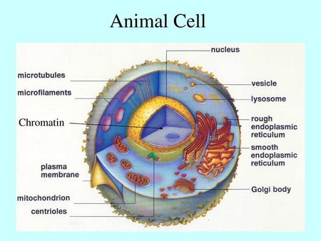 Animal Cell Chromatin.