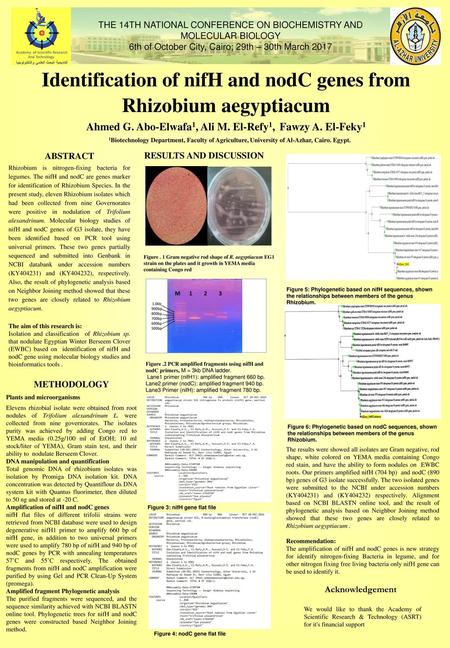 Identification of nifH and nodC genes from Rhizobium aegyptiacum