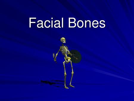 Facial Bones.