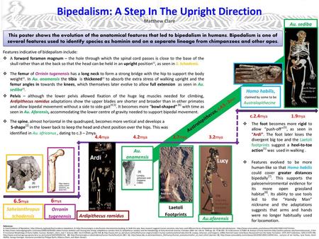 Bipedalism: A Step In The Upright Direction Matthew Clare