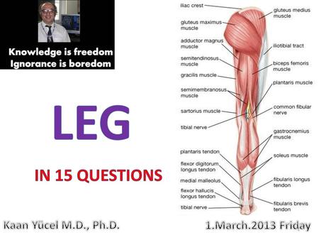 LEG IN 15 QUESTIONS Kaan Yücel M.D., Ph.D. 1.March.2013 Friday.