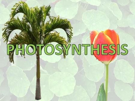 PHOTOSYNTHESIS.