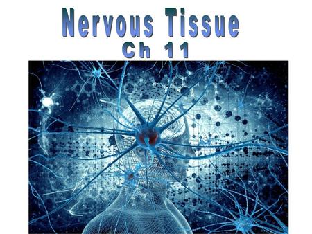 Nervous Tissue Ch 11.