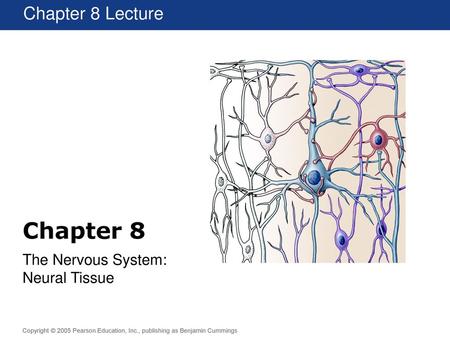 The Nervous System: Neural Tissue