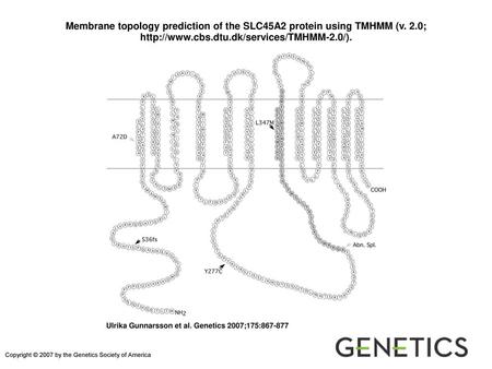 Membrane topology prediction of the SLC45A2 protein using TMHMM (v. 2